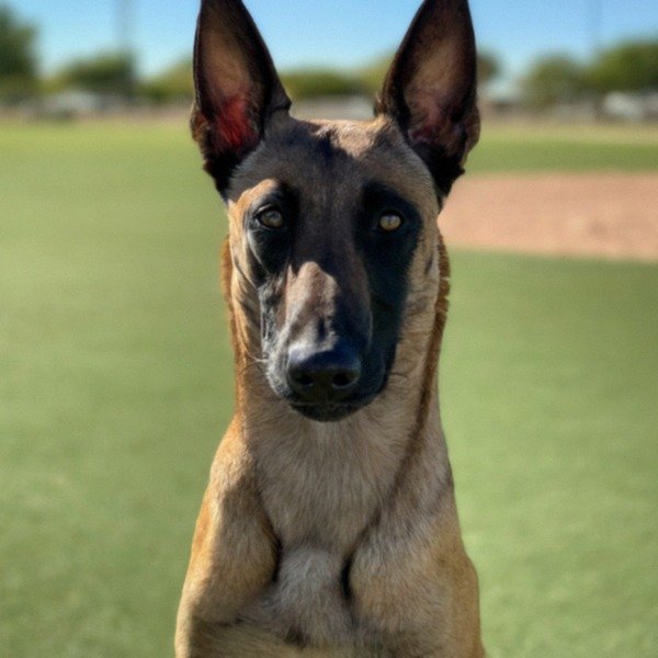 belgian malinois in Chandler, Arizona