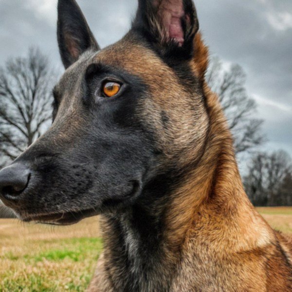 belgian malinois in Charlotte, North Carolina