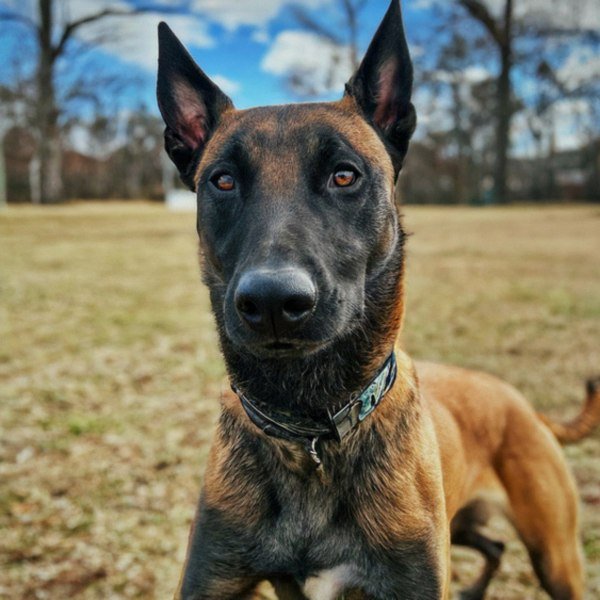 belgian malinois in Chesapeake, Virginia