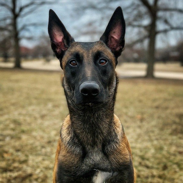 belgian malinois in Chicago, Illinois