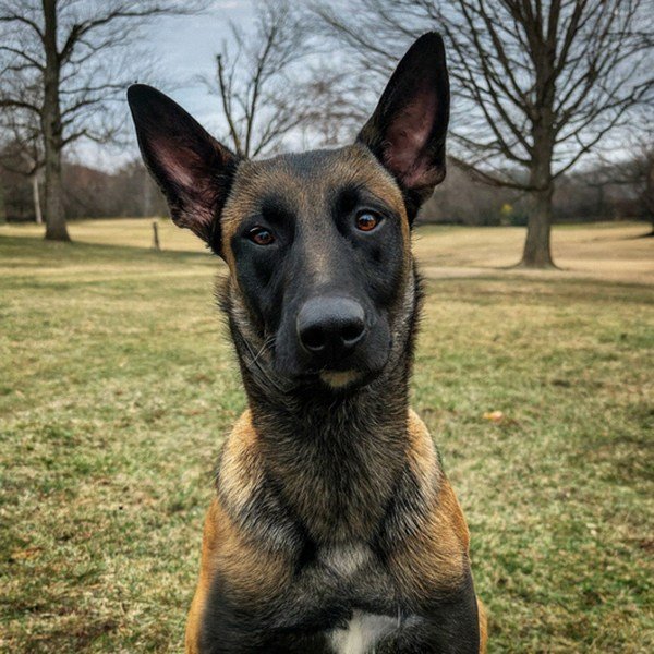 belgian malinois in Cincinnati, Ohio