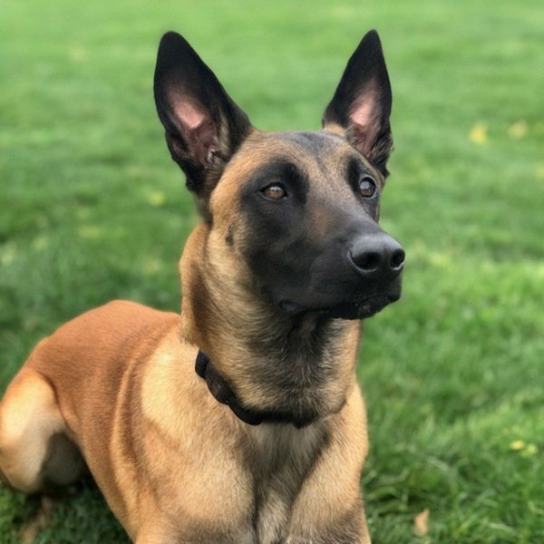 belgian malinois in Cleveland, Ohio