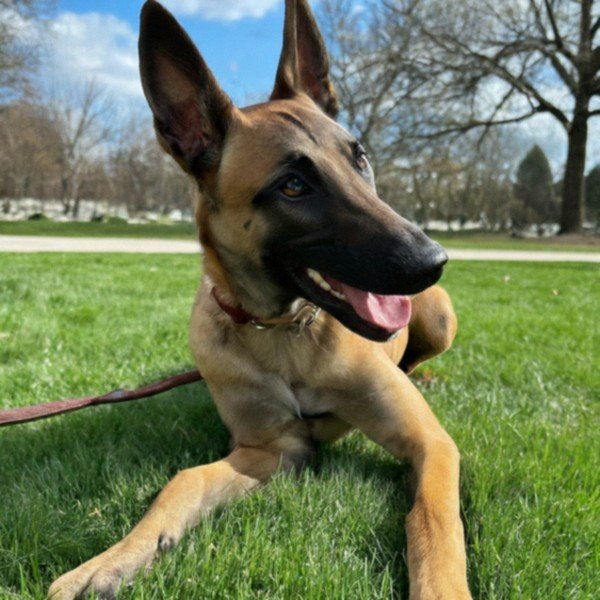 belgian malinois in Detroit, Michigan