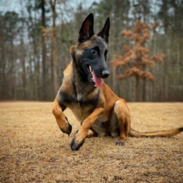 belgian malinois in Durham, North Carolina