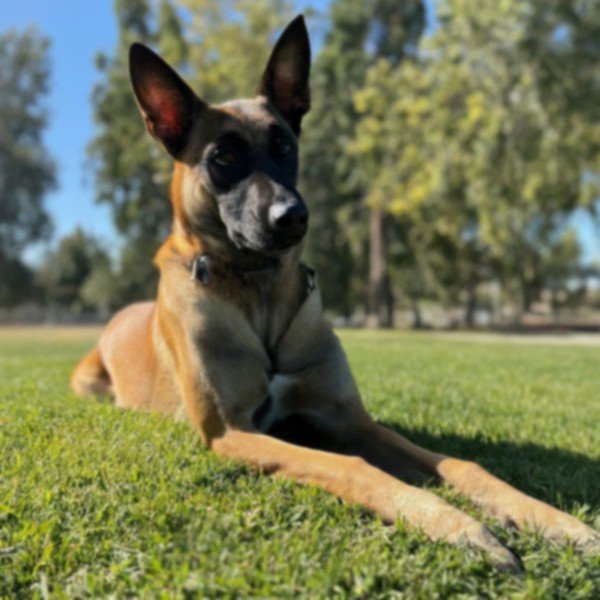 belgian malinois in Elk Grove, California