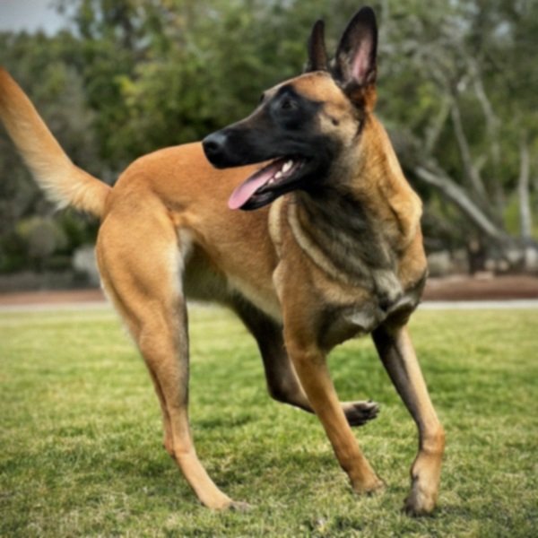 belgian malinois in Escondido, California