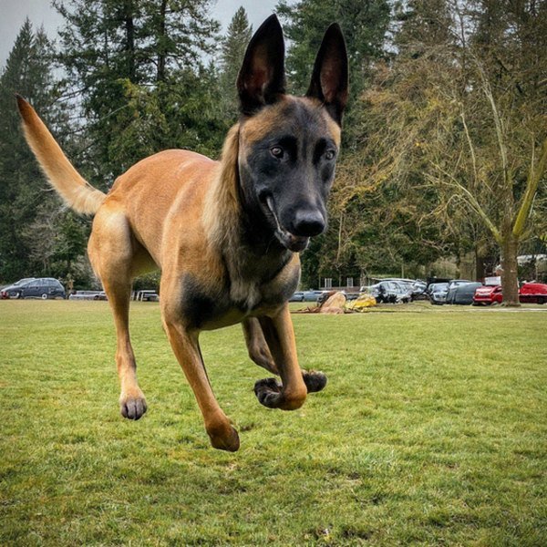 belgian malinois in Eugene, Oregon