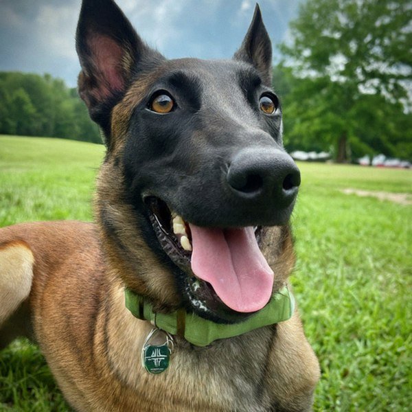 belgian malinois in Fayetteville, North Carolina