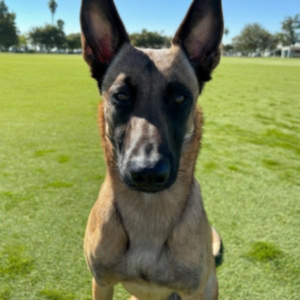 belgian malinois in Fontana, California