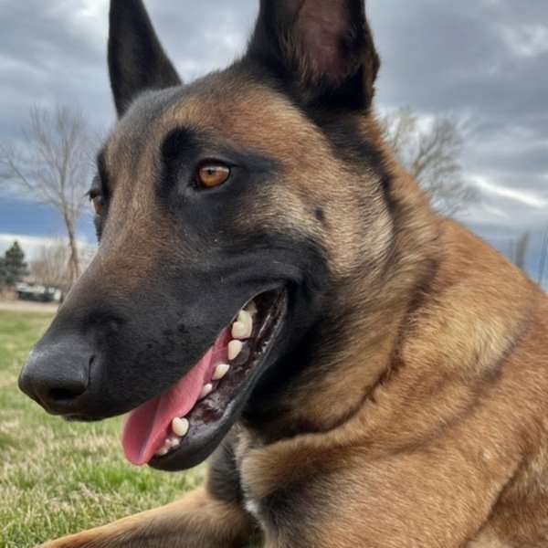 belgian malinois in Fort Collins, Colorado