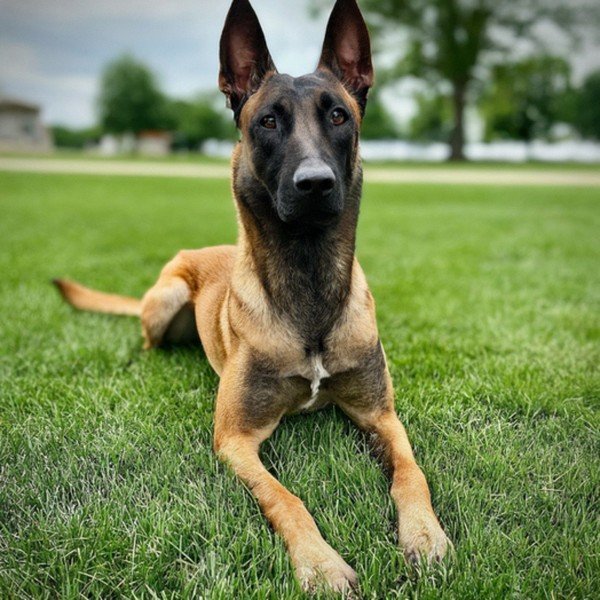 belgian malinois in Fort Wayne, Indiana
