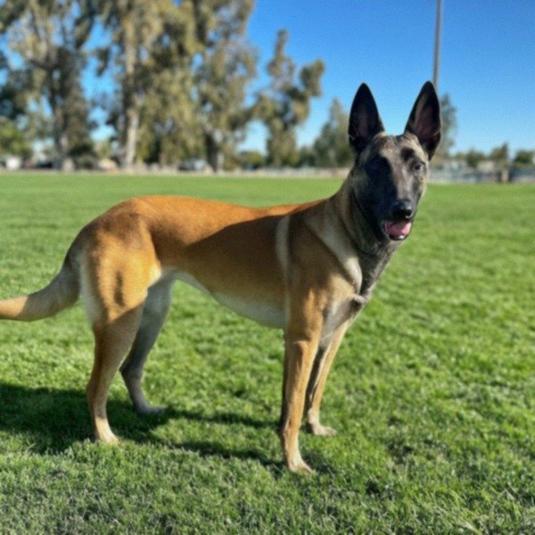 belgian malinois in Fremont, California