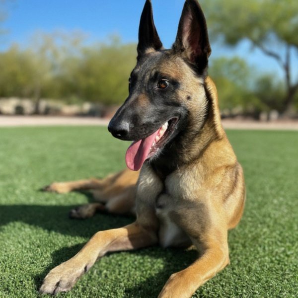 belgian malinois in Gilbert, Arizona