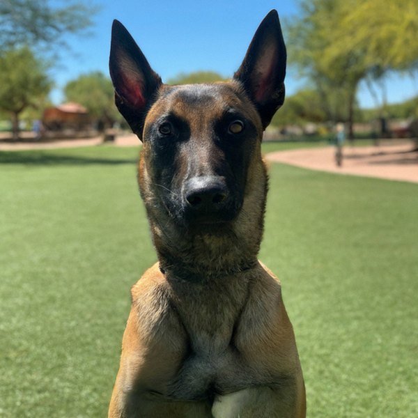 belgian malinois in Glendale, Arizona