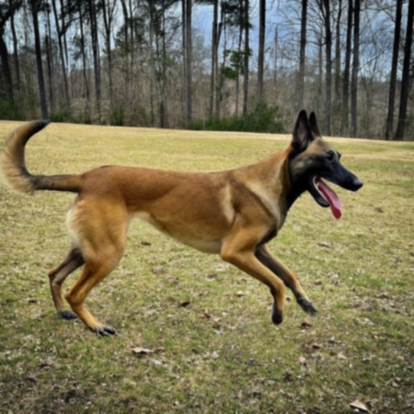 belgian malinois in Greensboro, North Carolina