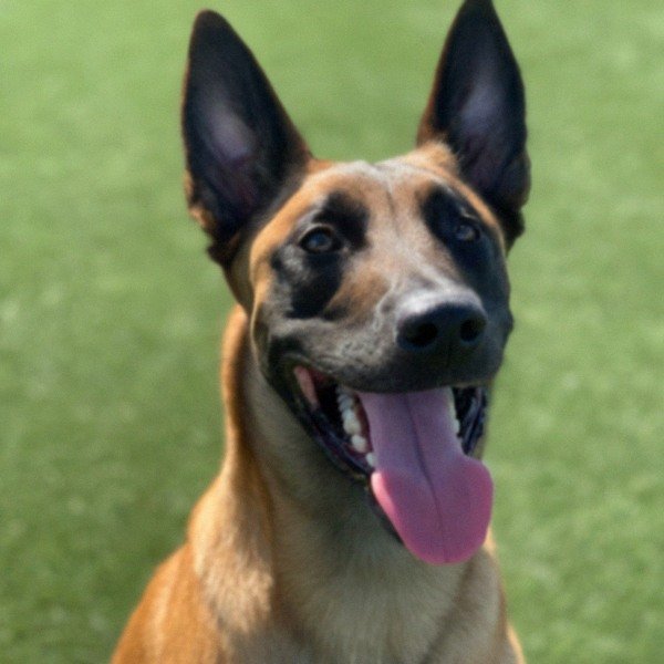 belgian malinois in Hayward, California