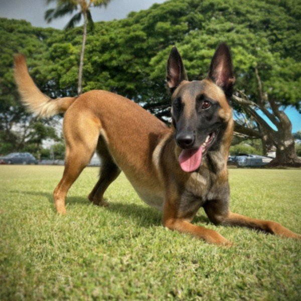 belgian malinois in Honolulu, Hawaii