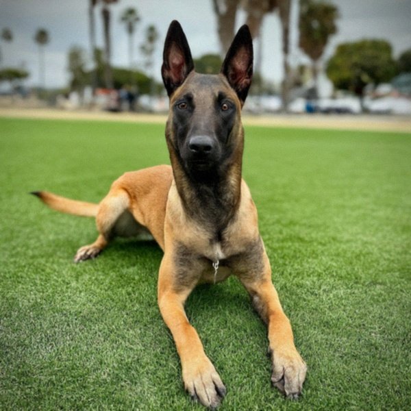 belgian malinois in Huntington Beach, California
