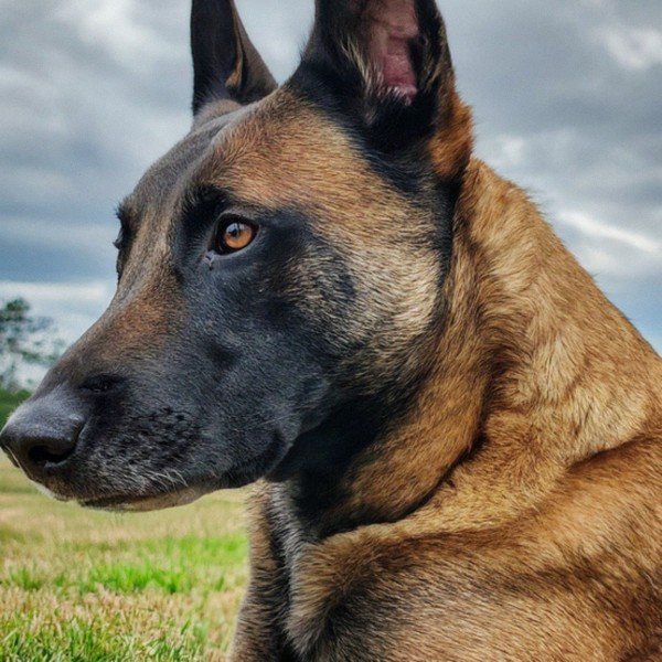belgian malinois in Huntsville, Alabama