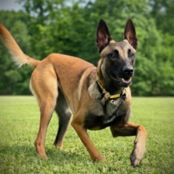 belgian malinois in Indianapolis, Indiana
