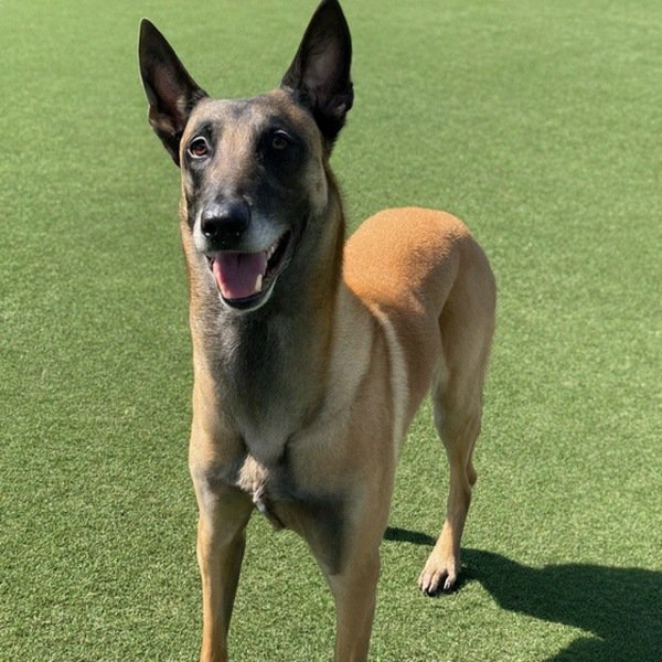 belgian malinois in Irvine, California
