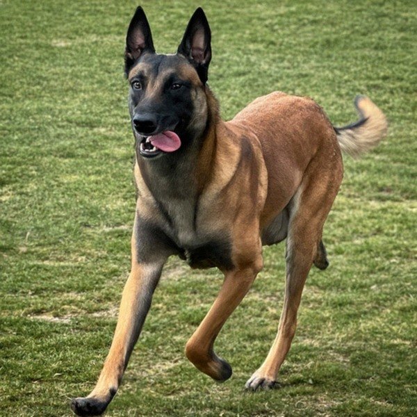 belgian malinois in Jersey City, New Jersey