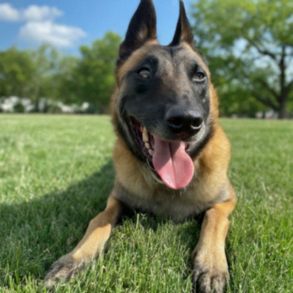 belgian malinois in Kansas City, Missouri