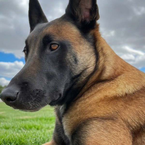 belgian malinois in Lancaster, California