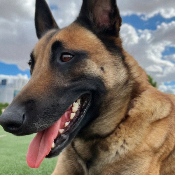belgian malinois in Las Vegas, Nevada