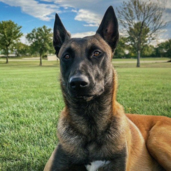 belgian malinois in Lincoln, Nebraska