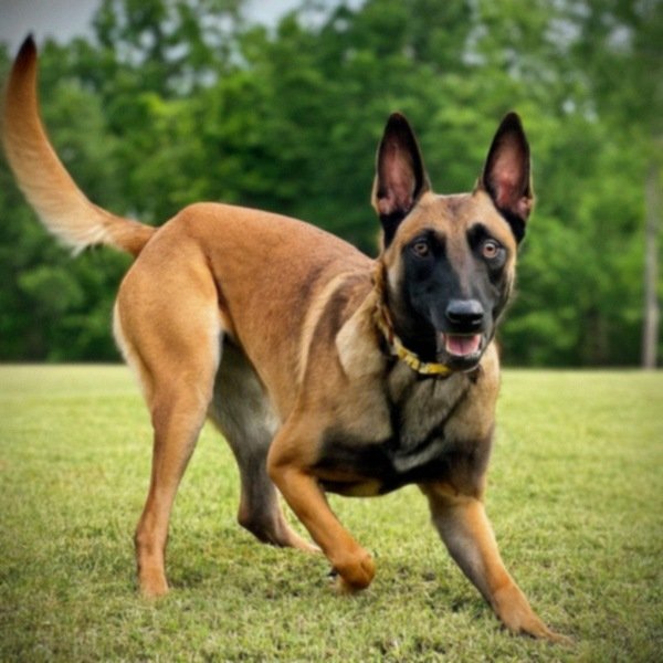 belgian malinois in Little Rock, Arkansas