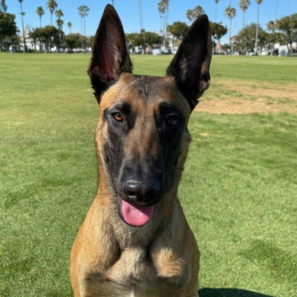 belgian malinois in Long Beach, California