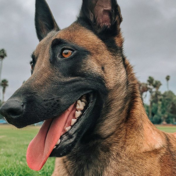 belgian malinois in Los Angeles, California