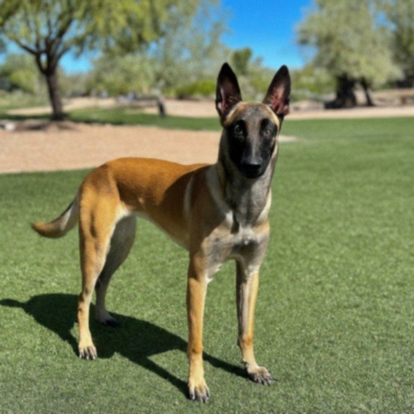 belgian malinois in Mesa, Arizona