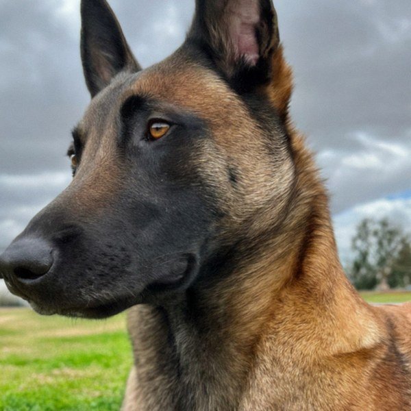 belgian malinois in Moreno Valley, California