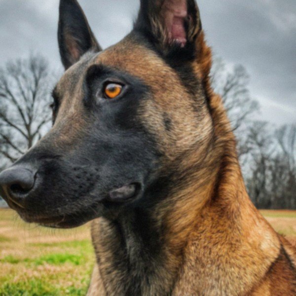belgian malinois in Murfreesboro, Tennessee