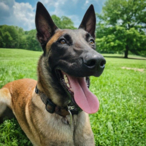 belgian malinois in Nashville, Tennessee