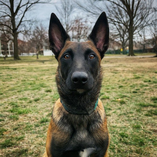 belgian malinois in Newark, New Jersey