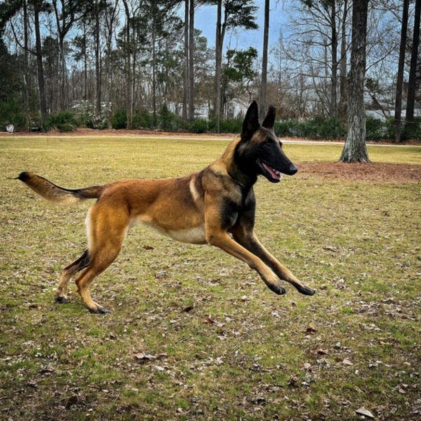 belgian malinois in Norfolk, Virginia
