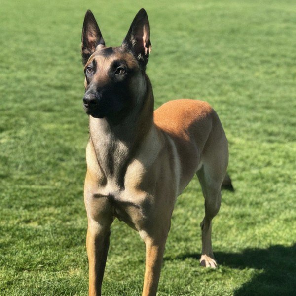 belgian malinois in Oakland, California