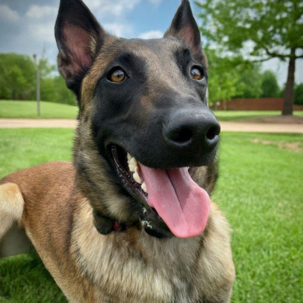belgian malinois in Oklahoma City, Oklahoma