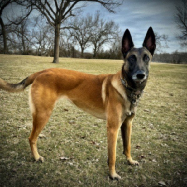 belgian malinois in Overland Park, Kansas