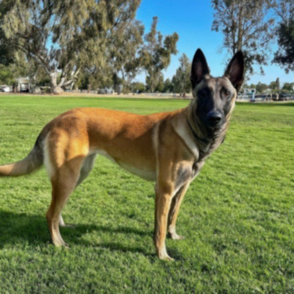 belgian malinois in Oxnard, California
