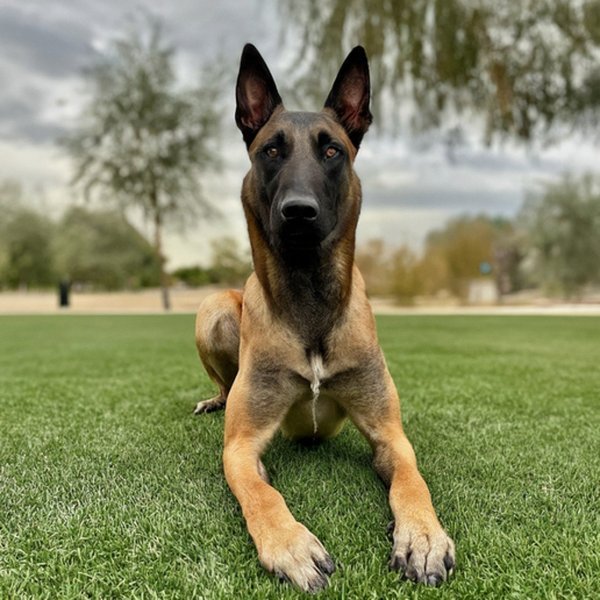 belgian malinois in Palmdale, California