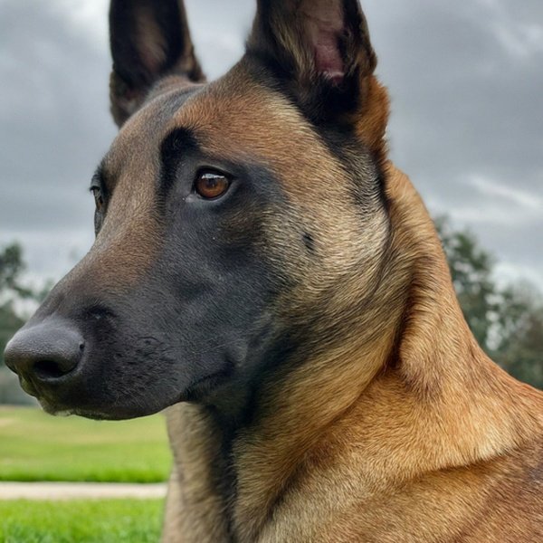 belgian malinois in Pasadena, California