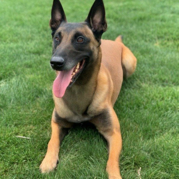 belgian malinois in Philadelphia, Pennsylvania