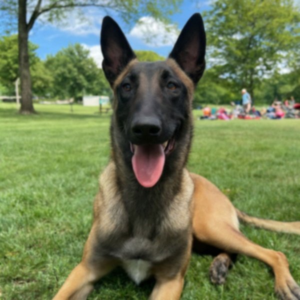 belgian malinois in Pittsburgh, Pennsylvania