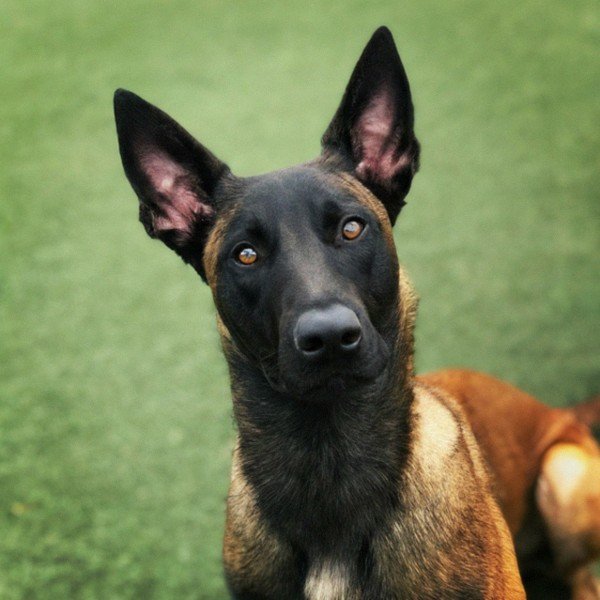 belgian malinois in Pomona, California