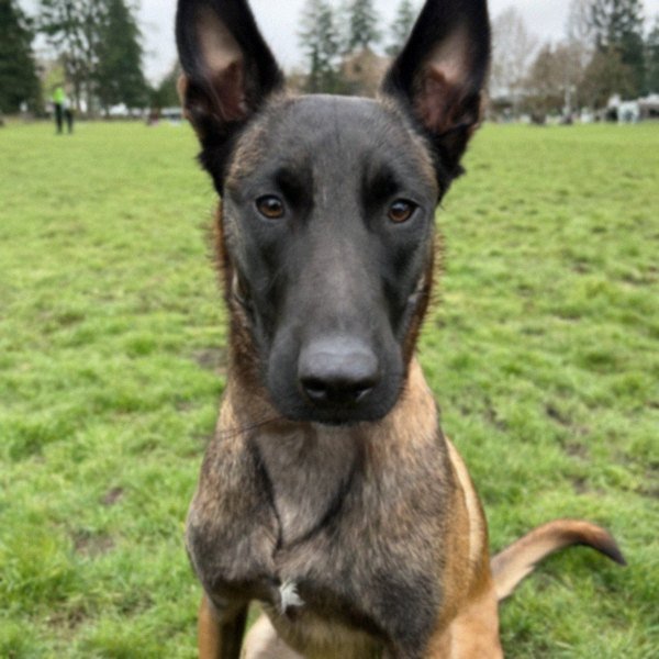 belgian malinois in Portland, Oregon