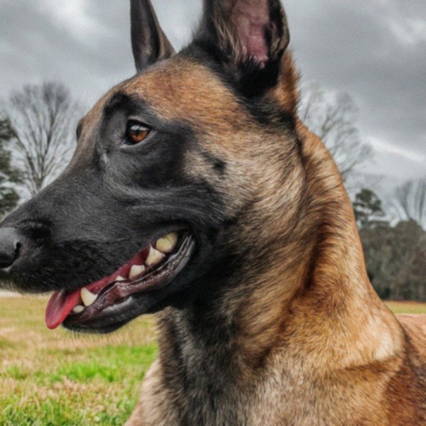belgian malinois in Raleigh, North Carolina